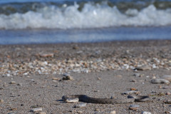 Nerodia sipedon insularum