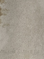 Caloboletus firmus