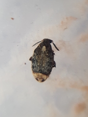 Megabruchidius dorsalis