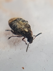 Megabruchidius dorsalis