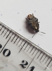 Megabruchidius dorsalis