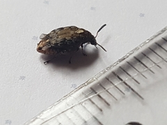 Megabruchidius dorsalis