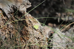 Abaeis mexicana