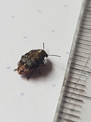 Megabruchidius dorsalis