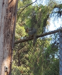 Sciurus niger