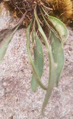 Stelis retusa