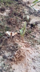 Stelis retusa