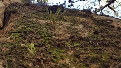 Stelis retusa