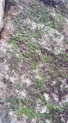 Stelis retusa