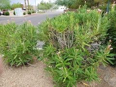 Nerium oleander