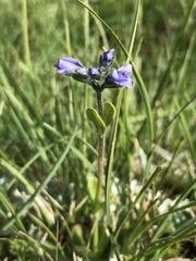 Veronica bellidioides