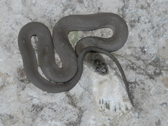 Nerodia sipedon insularum