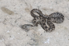 Nerodia sipedon insularum