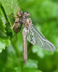 Cordulia shurtleffii