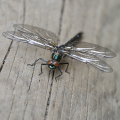 Cordulia shurtleffii