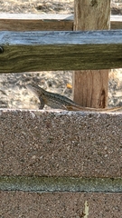 Sceloporus occidentalis
