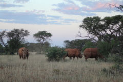 Ceratotherium simum