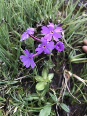 Primula halleri