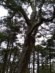 Tsuga chinensis