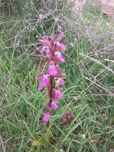 Representative image of Anacamptis collina