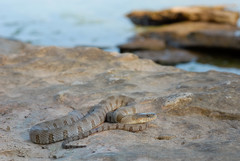 Nerodia sipedon insularum