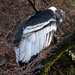 Vultur gryphus - Photo (c) Sebastián Lescano,  זכויות יוצרים חלקיות (CC BY-NC), הועלה על ידי Sebastián Lescano