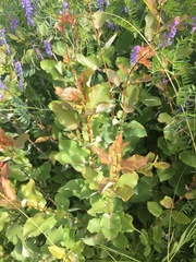 Salix pseudomonticola