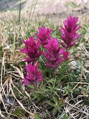 Castilleja parvula