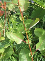 Salix pseudomonticola