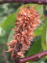 Salix pseudomonticola