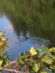 Poliocephalus rufopectus