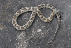 Nerodia sipedon insularum