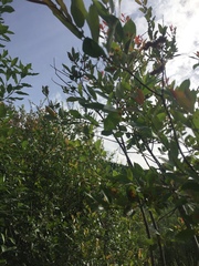 Salix pseudomonticola