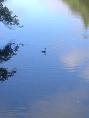 Poliocephalus rufopectus