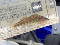 Etheostoma spectabile