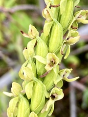 Platanthera huronensis