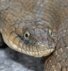 Nerodia sipedon insularum