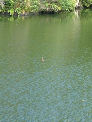 Poliocephalus rufopectus