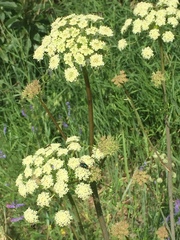 Cnidium cnidiifolium