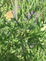 Cnidium cnidiifolium