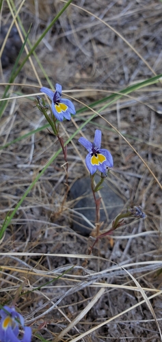 Image of Downingia bacigalupii by (c) Asher Budnik, some rights reserved (CC BY)