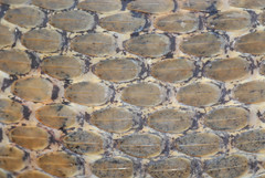 Nerodia sipedon insularum