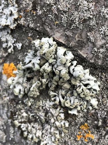 Hypogymnia farinacea image