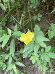 Angiospermae