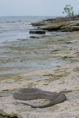 Nerodia sipedon insularum