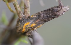 Puccinia evadens