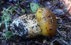 Cortinarius ponderosus