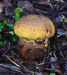 Cortinarius ponderosus