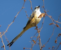 Tyrannus forficatus