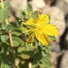 Hypericum formosum